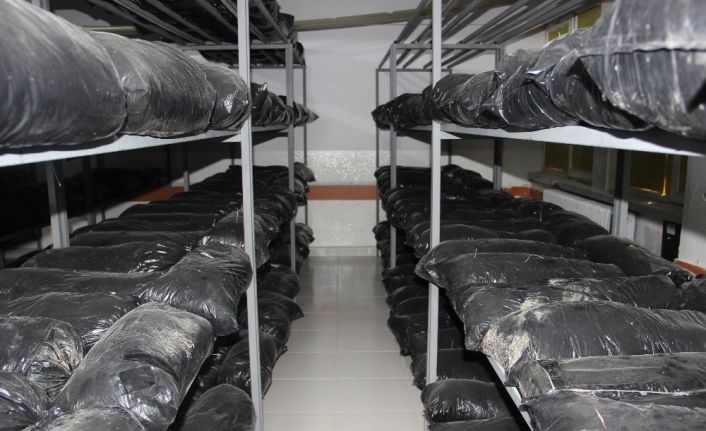 ’Bu mantarlar lise mezunu olacak’ esprisi