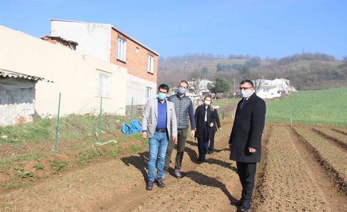 Çan Belediyesi salep fidelerinin gelişimini Tarım Müdürlüğü ile birlikte takip ediyor