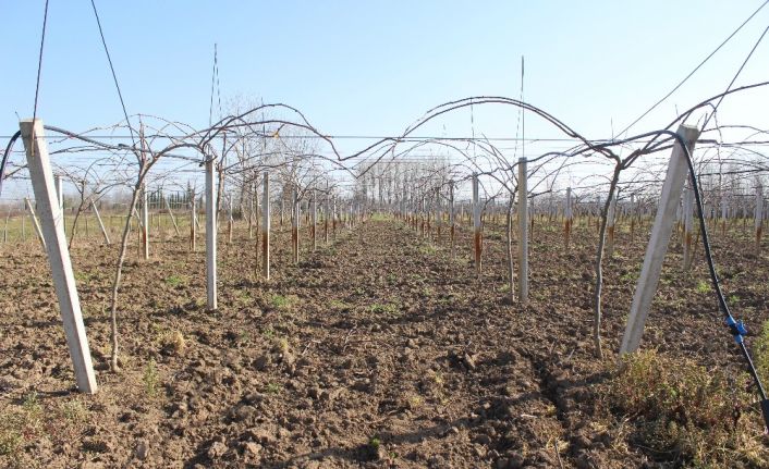 Çarşamba Ovası’nda kivi üretimi artıyor