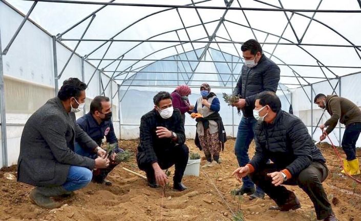 Demirci sera desteğiyle lavanta kokacak