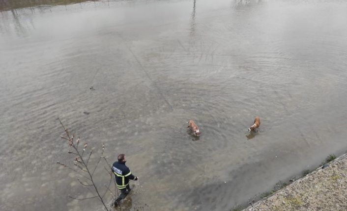 Dere yatağına düşen köpekleri kurtarmak için seferber oldular