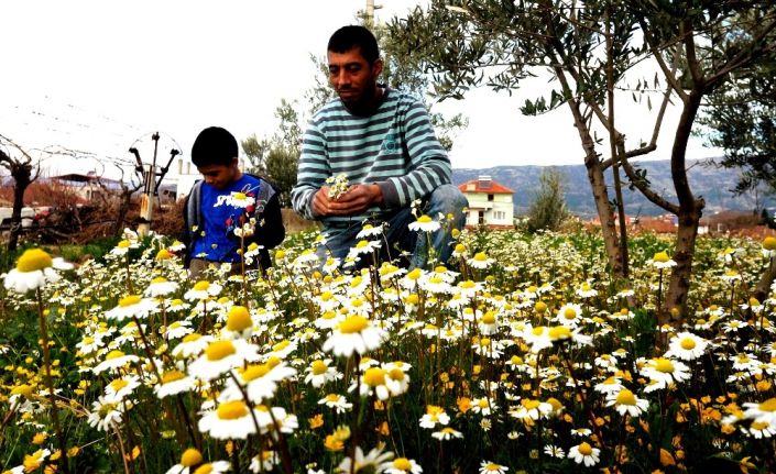 Doğuda kara kış Manisa’da bahar