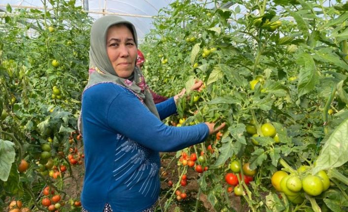 Domates üreticisi sera ile tezgahtaki fiyat farkına kendi de inanamıyor