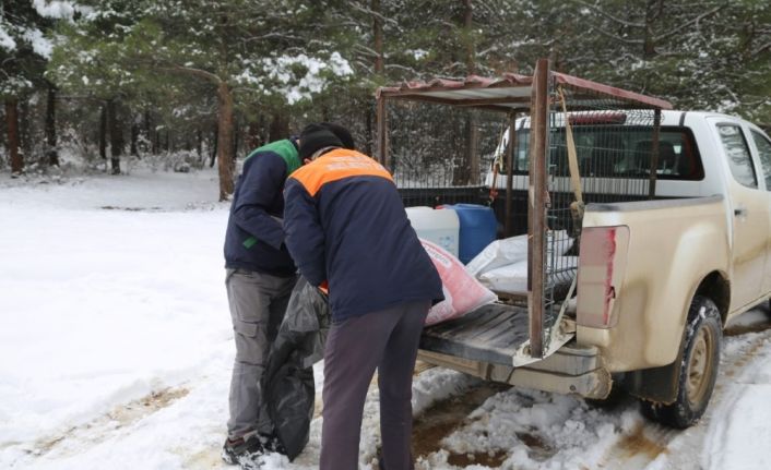 Erbaa Belediyesi kış şartlarında yiyecek bulmakta zorlanan yaban hayvanları için çalışma yaptı