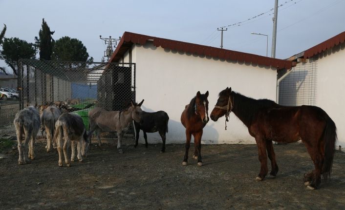 Hayvan barınağının davetsiz misafirleri