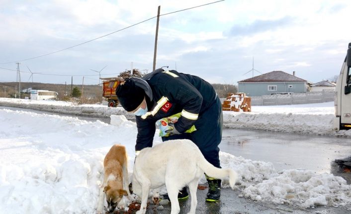 Hem arıza gideriyorlar hem aç kalan sokak hayvanlarını besliyorlar