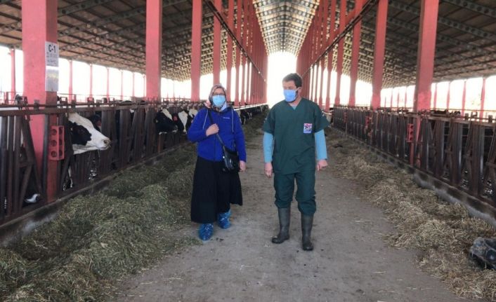 Hibe kazanan yetiştiriciler ADSYB Damızlık Düve Merkezi’nden düvelerini almaya başladı