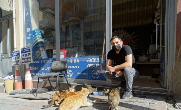 Hisarcıklı esnaf onlarca kediyi besliyor