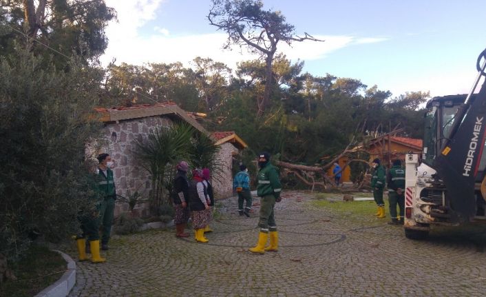 Hortum çatıları uçurdu, asırlık ağaçları da kırdı...Başkan olay yerini inceledi