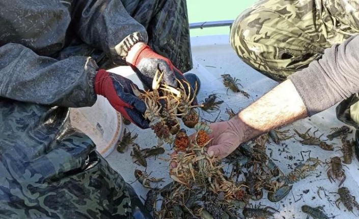 Isparta’da bir yılda 3 bin 423 ton alabalık, 783 ton kerevit ihraç etti