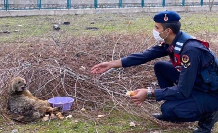 Jandarmanın yaralı bulduğu tilki tedavisinin ardından doğaya salındı