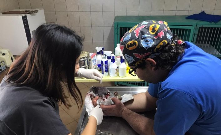 Kemer’de bulunan yaralı güvercin, tedavi altına alındı