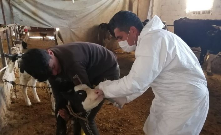 Kilis’te büyükbaş hayvanların aşılanmasına başlandı