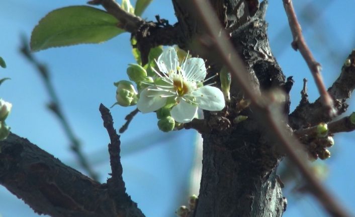 Kış ortasında çiçek açtı, çiftçiler tedirgin