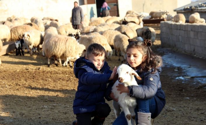 Koyun ve kuzuların buluşması renkli görüntülere sahne oldu