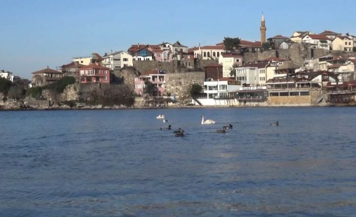 Kuğu ve ördekler Amasra’da renkli görüntüler oluşturdu