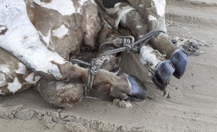 Kuşadası’nda denizden bacakları bağlı boğazı ve kulağı kesilmiş sığır çıktı