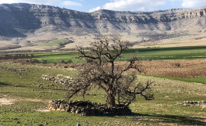 Mardin’de köylüler, 250 yıllık meşe ağacının koruma altına alınmasını istiyor