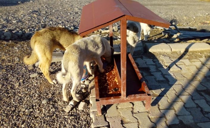Mehmetçikten anlamlı davranış: Hayvanlar için yemlik yaptılar