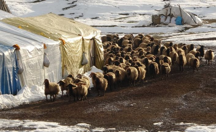 Muş’ta süt kuzularının anneleriyle buluşma anı renkli görüntülere sahne oldu