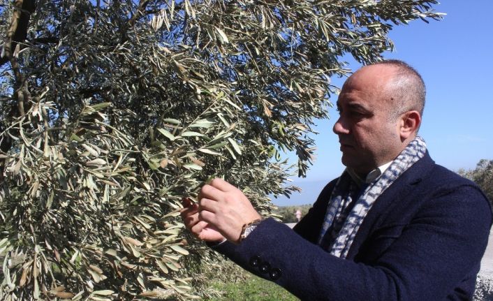 (Özel) 40 yıl sonra gelen afet yüzlerce yıllık ağaçları yaktı