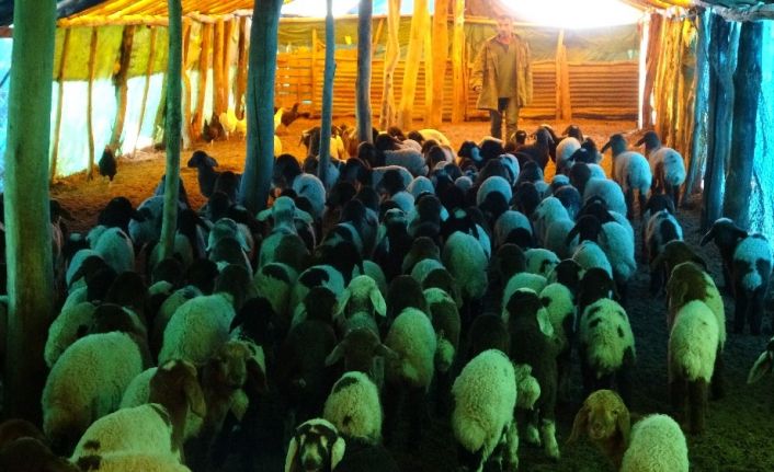 (Özel) 650 bin koyun ve keçinin doğum sezonu devam ediyor