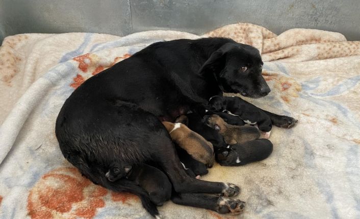 (ÖZEL) Esenyurt’ta donmaktan son anda kurtarılan yavru köpekten iyi haber geldi