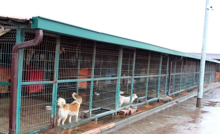 Özhan gönüllüleri sokak hayvanlarını unutmadı