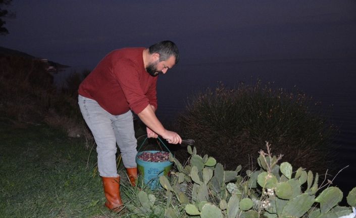 Sinop’ta ’kaynana dili’ gelir kapısı oldu