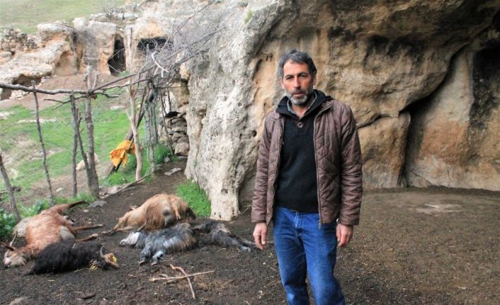 Şırnak’ta keçi sürüsüne kurt saldırdı: 25 hayvan telef oldu, 15’i yaralandı