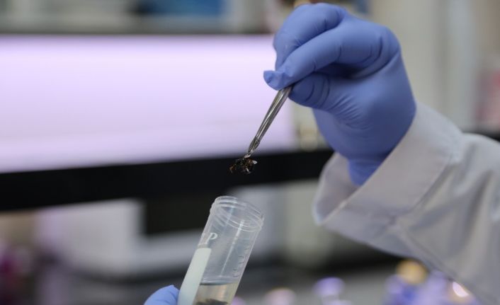 Sivas arısı tescil yolunda