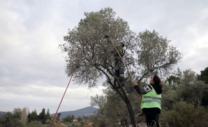 Soğuk sıkım Zeytinyağı aşevinde değerlendirilecek