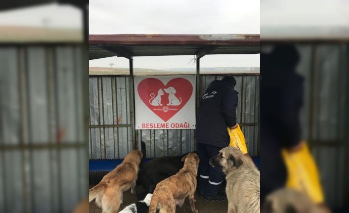 Sokağa çıkma yasağında sokak hayvanları unutulmadı