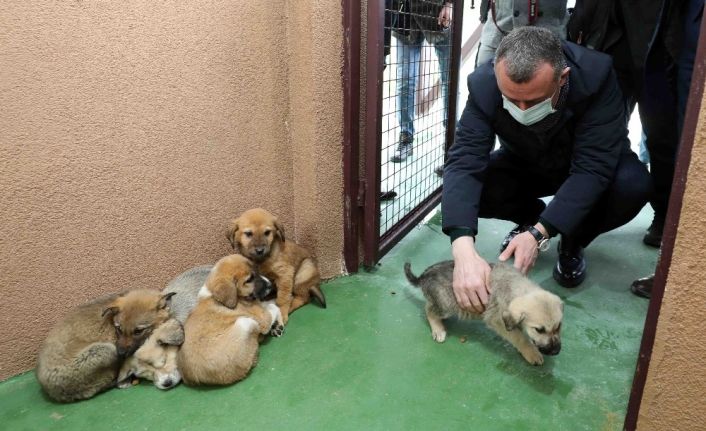 Sokak hayvanlarına 120 ton mama