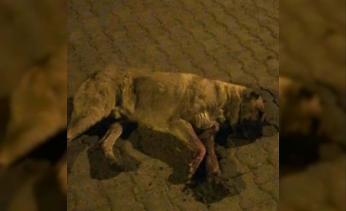 Sokak köpeğini öldüresiye dövüp gözlerini oydular