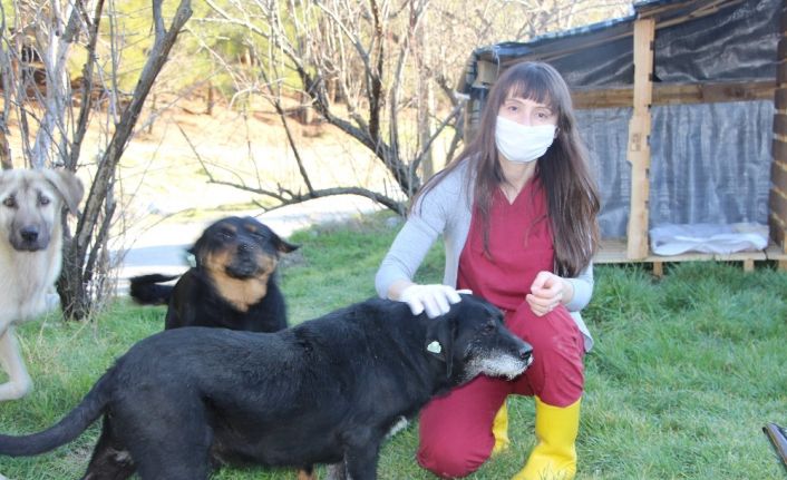 Sokak köpekleri kadın doktorun yolunu dört gözle bekliyor