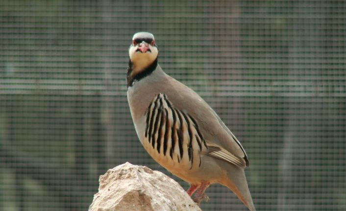 Şuhut Keklik Üretme İstasyonunda bu yıl 9 bin keklik üretimi hedefleniyor