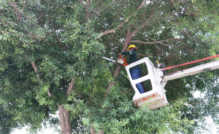 Toroslar’da ağaçlar budanıyor