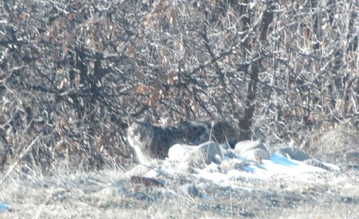 Tunceli’de kırmızı listedeki vaşak fotoğraflandı