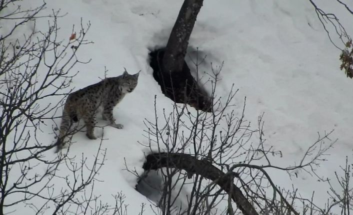Tunceli’de vaşak, kurt ve dağ keçileri belgeselleri aratmayan görüntüler oluşturdu