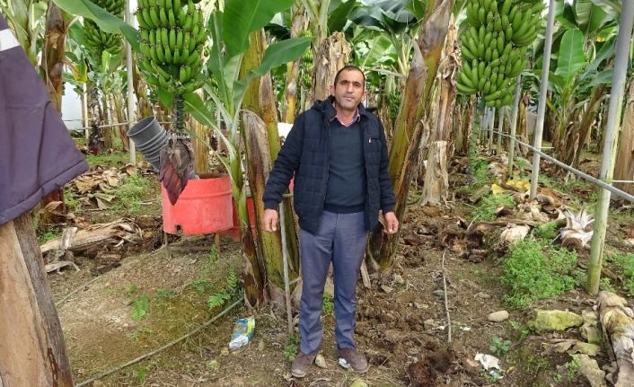 Üreticiden 5 TL’ye alınan muz pazarda 10 TL’ye satılıyor