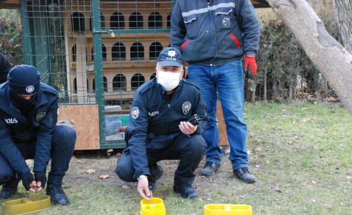 Yiyecek bulmakta zorlanan sokak hayvanları beslendi