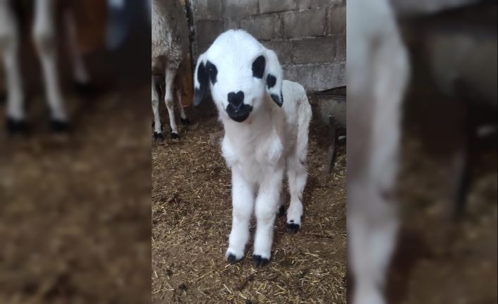 14 Şubat Sevgililer Gününde dünyaya gelen kuzunun burnundaki kalp simgesi, görenleri şaşırttı