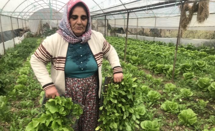 650 rakımlı mahallede örtü altı üretim geçim kaynağı oldu