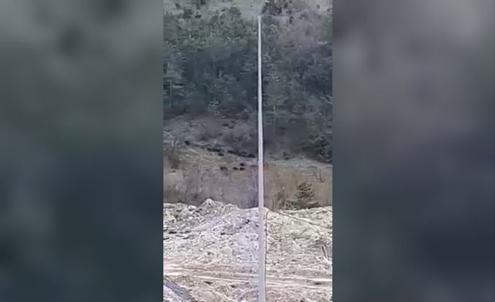 Aç kalan yaban domuzu sürüsü, OSB merkezine kadar geldi