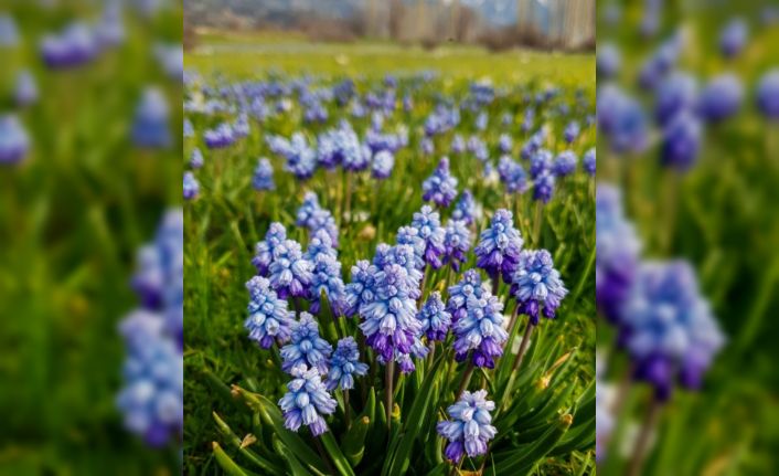 Arap sümbülleri doğayı süsledi