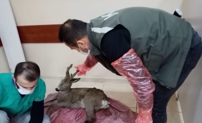 Artvin’de ormanlık alanda bulunan yaralı karaca tedavi altına alındı