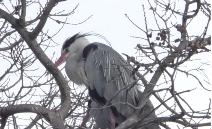 Asırlık çınar ağaçlarının üzerinde yuva yapan gri balıkçıl kuşlar ilgi odağı oldu
