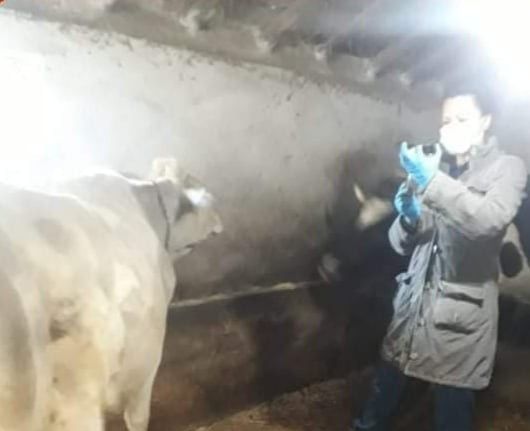 Aslanapa’da ’’Şap’’ aşısı ve buzağı küpeleme çalışmaları