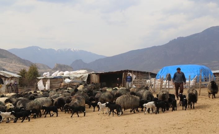 Baharın habercisi kuzuların anneleriyle buluşma anı renkli görüntüler oluşturuyor